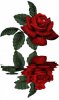 Rose.jpg