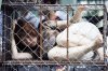 1434179642-onjhphan_doi_an_thit_cho_1_dlsl.jpg