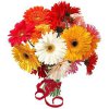 Nov13-Bunch-of-Gerbaras.jpg