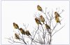 10 birds.jpg