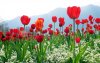 ws_Tulip_Plantation_1280x800.jpg