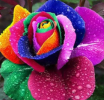 1608882204323.png