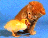 3.gif