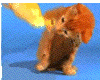 4.gif