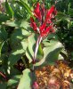 Canna-arrow-root.jpg