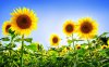 gorgeous_sunflowers-wide_1.jpg