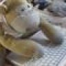 littlemonkey