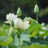bngoc.huyen7108836