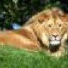 lion1504