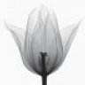 tulip_ntnh