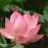 lan_phuong
