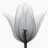 tulip_ntnh