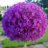 dungnguyen9790
